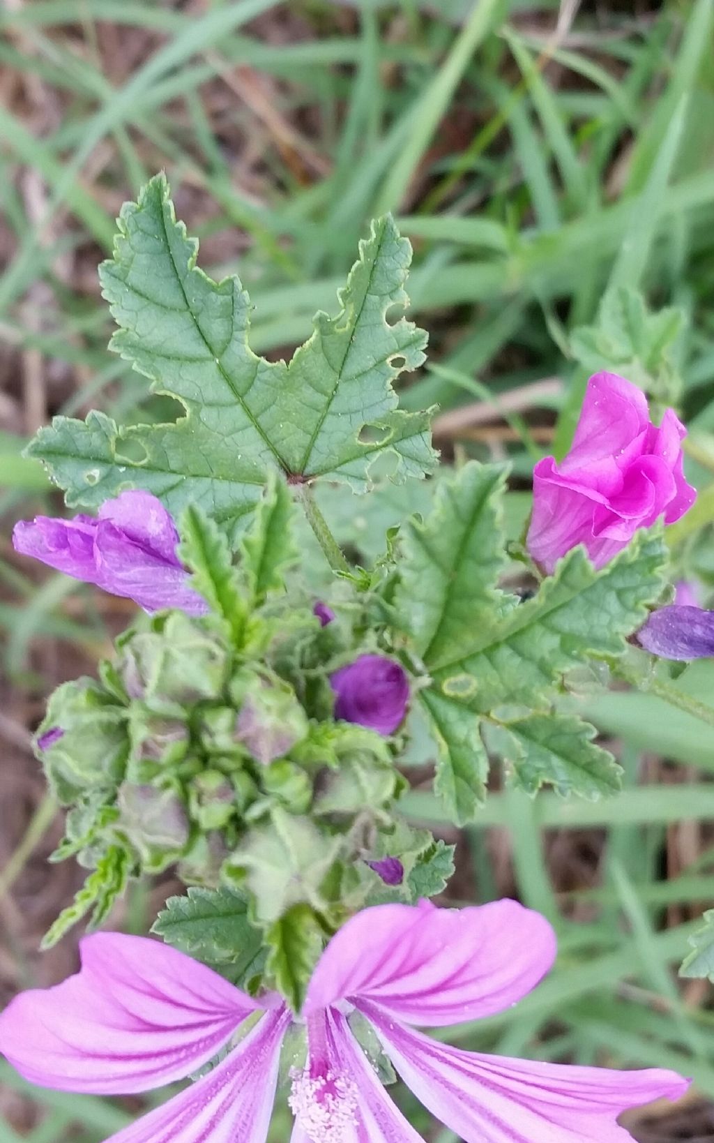 Malva sylvestris?  S !